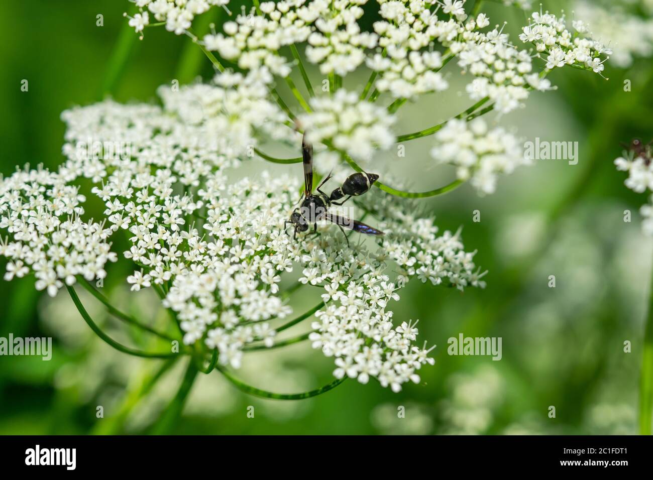 Töpferwaspe auf dem Boden Ältere Blumen Stockfoto