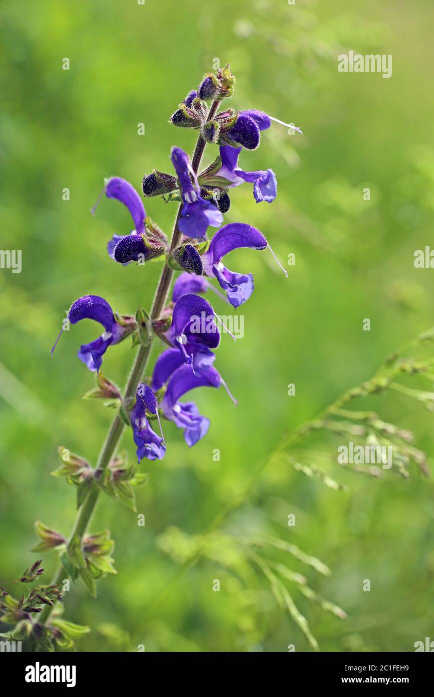 Wiesensalbei salvia pratensis Stockfoto