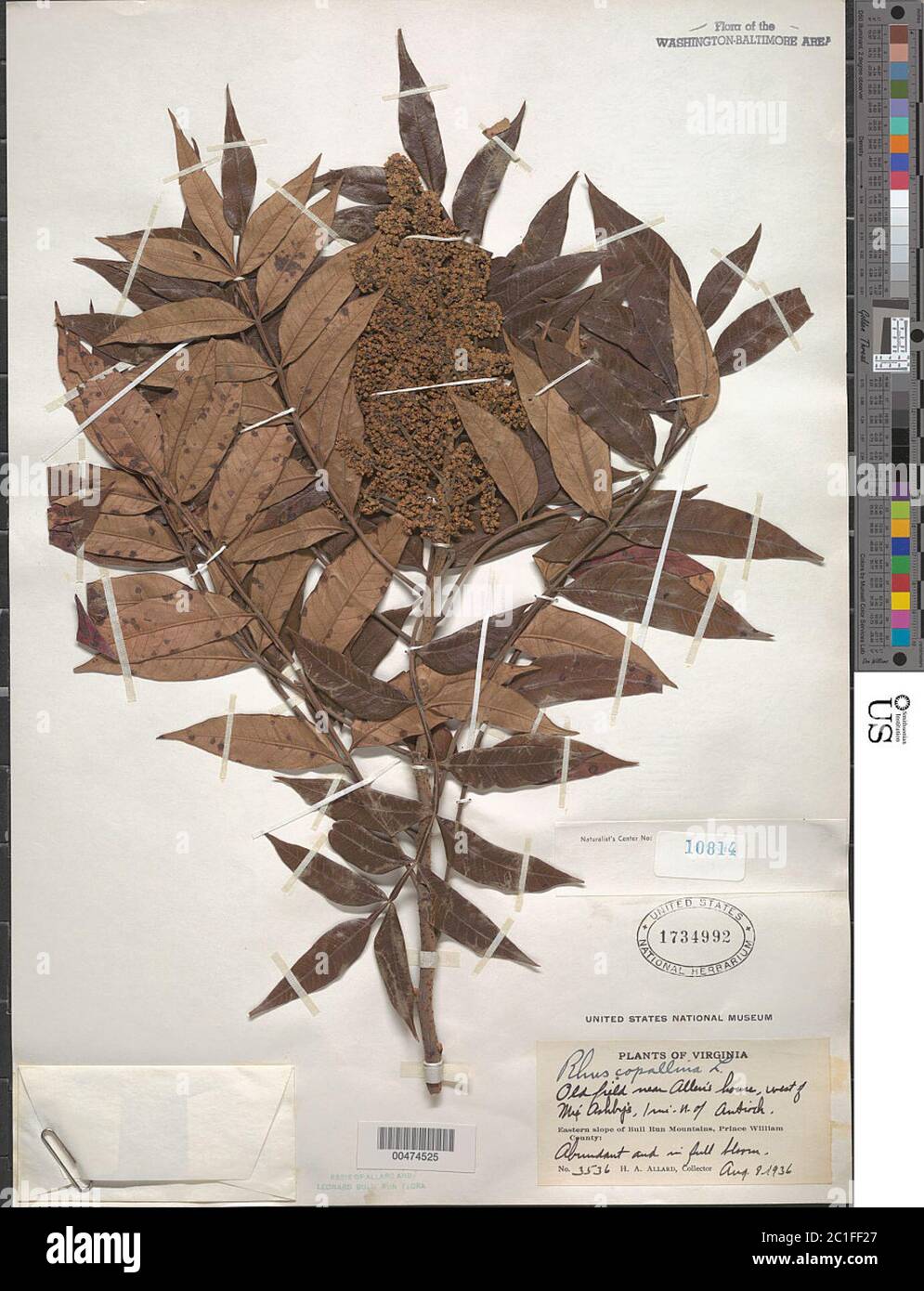 Rhus copallinum L Rhus copallinum L. Stockfoto Rhus copallinum L Rhus copallinum L. Stockfoto