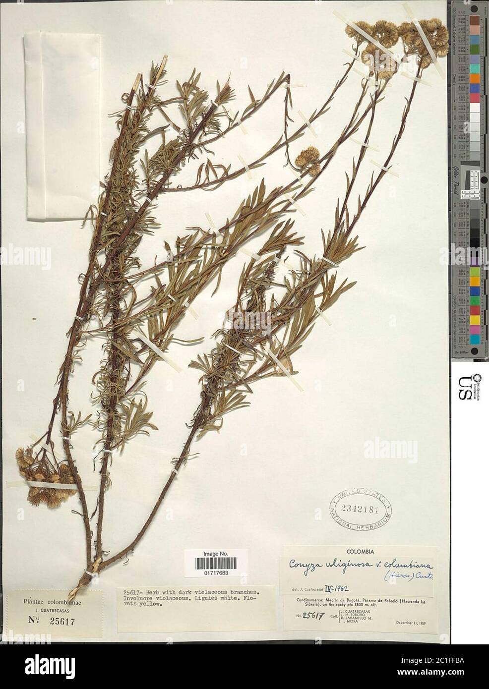 Conyza uliginosa var colimbiana Conyza uliginosa var colimbiana. Stockfoto