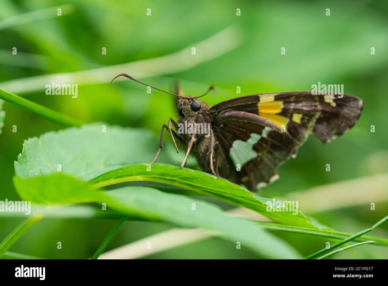 Silber gepunkteter Skipper Schmetterling im Frühling Stockfoto