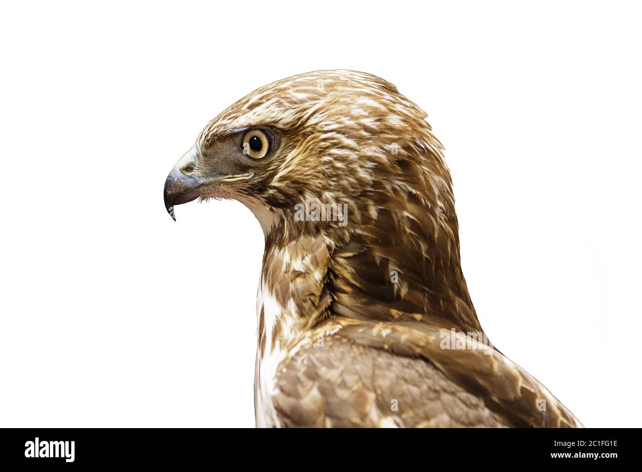 Jungvogel Rotschwanzhawk oder Buteo jamaicensis Kopf isoliert auf weiß Stockfoto