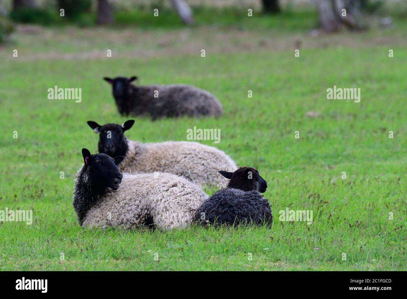Er Gotland Schafe, auch genannt die Gotland Pelt auf einem Bauernhof Stockfoto