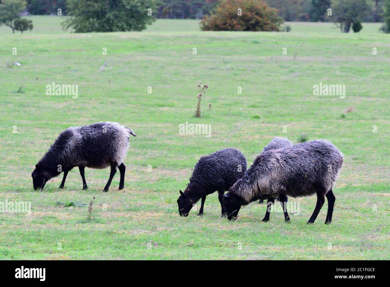 Er Gotland Schafe, auch genannt die Gotland Pelt auf einem Bauernhof Stockfoto