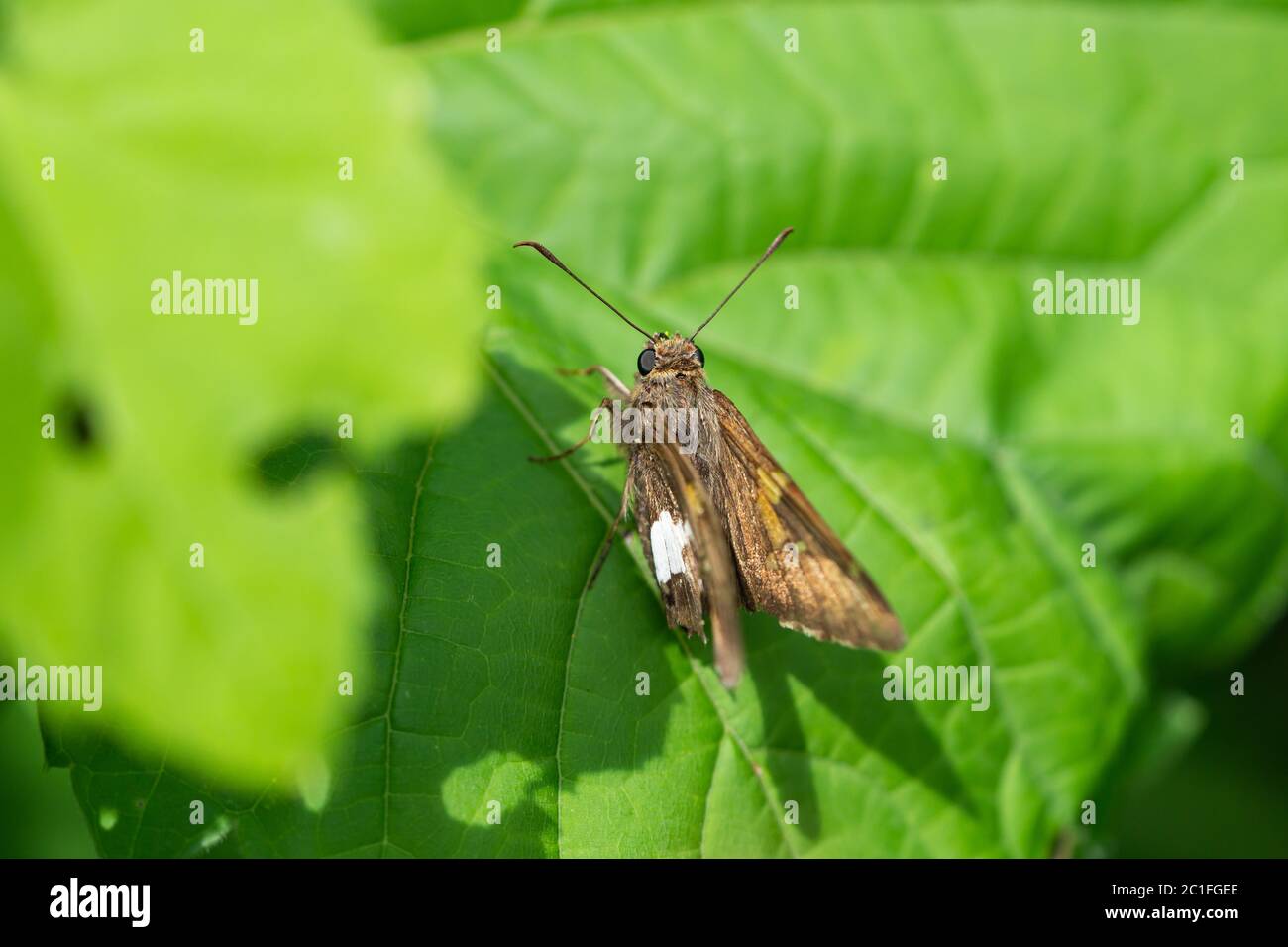 Silber gepunkteter Skipper Schmetterling im Frühling Stockfoto