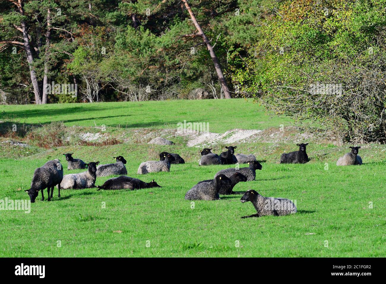 Er Gotland Schafe, auch genannt die Gotland Pelt auf einem Bauernhof Stockfoto