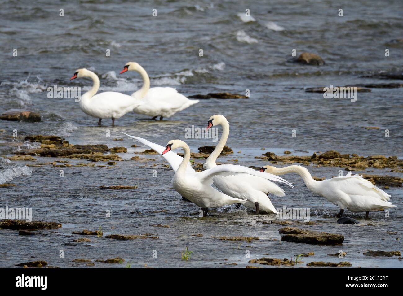 Im Herbst mute Schwan in der ostsee Stockfoto