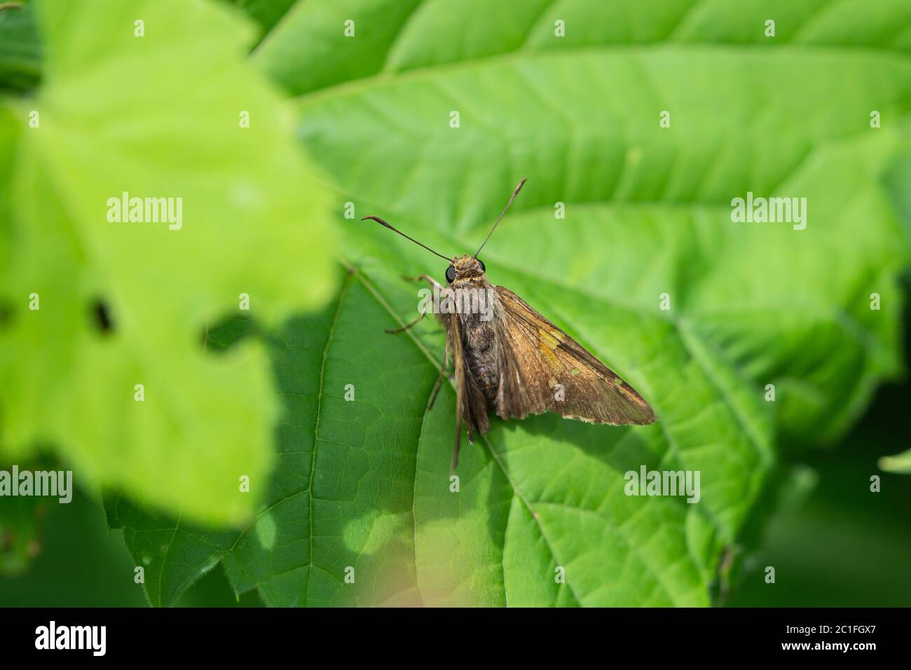 Silber gepunkteter Skipper Schmetterling im Frühling Stockfoto