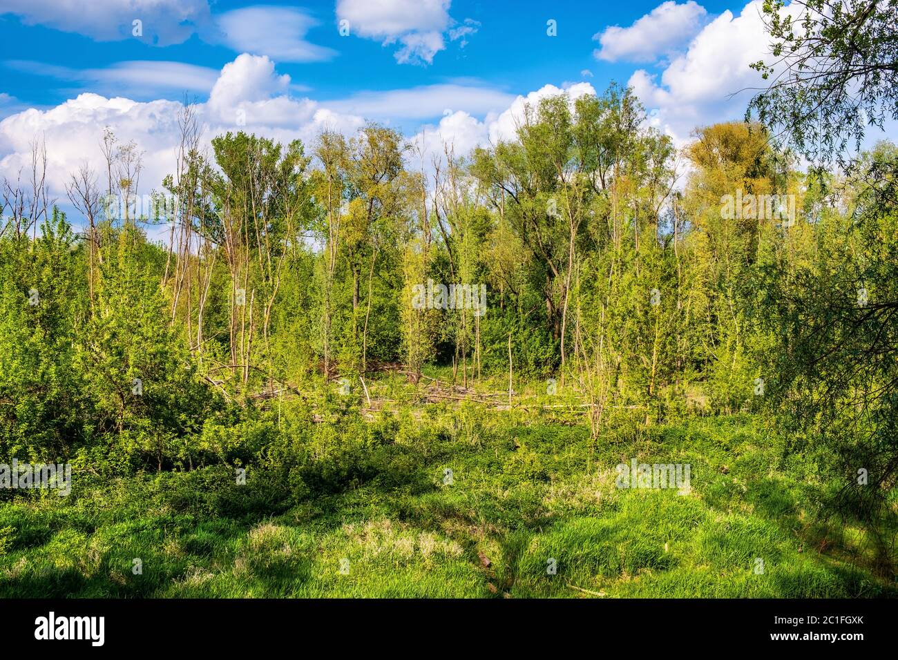 Panoramablick Feuchtgebiete Waldwiesen des Lawice Kielpinskie Naturschutzgebiet an der Weichsel in der Nähe von Lomianki Stadt nördlich von Warschau im Zentrum Mazovi Stockfoto