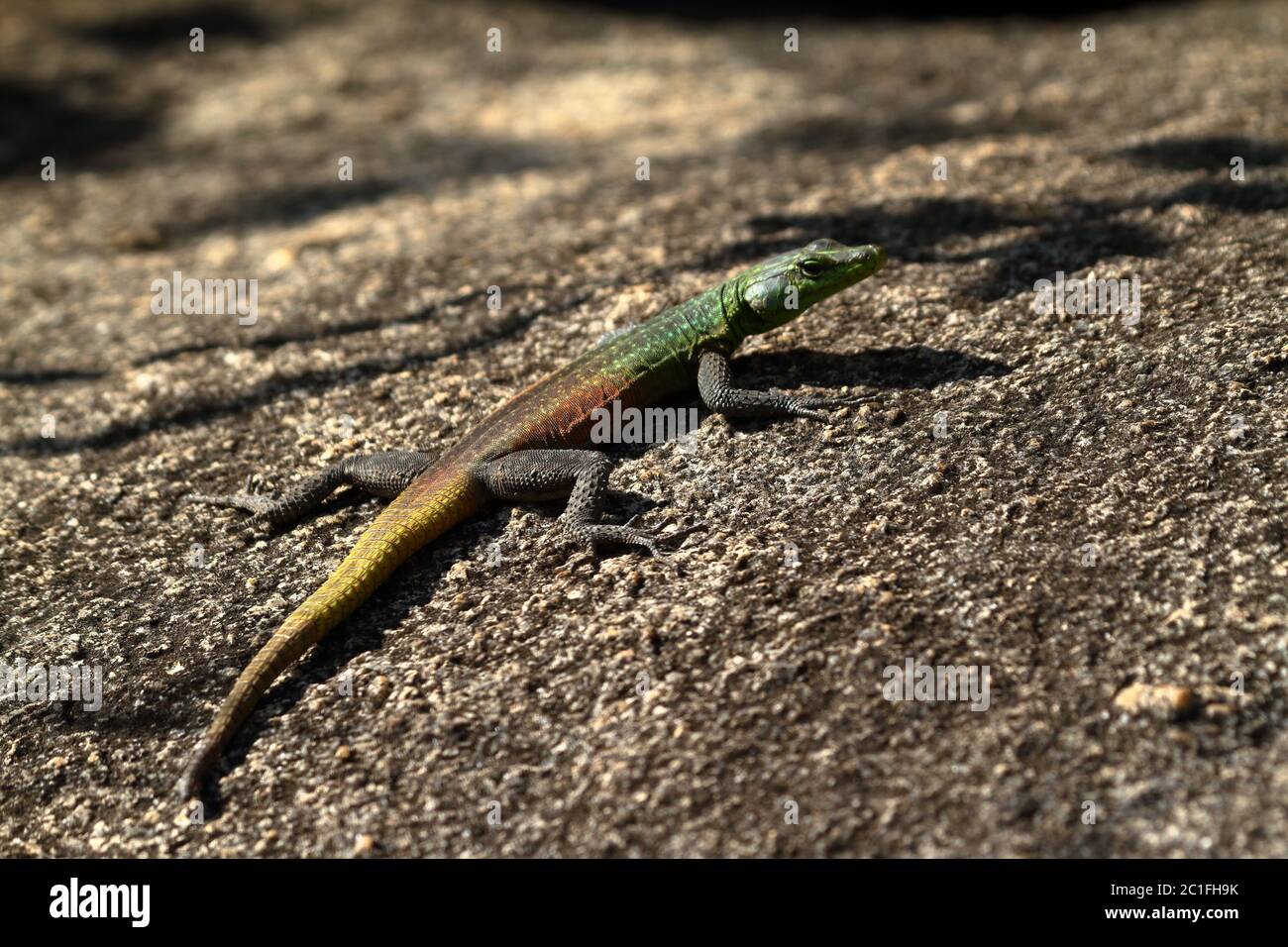 Eidechsen in Simbabwe Stockfoto