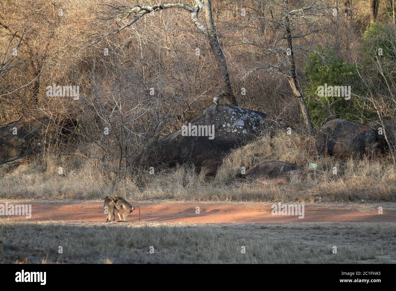 Paviane in der Savanne Simbabwes Stockfoto