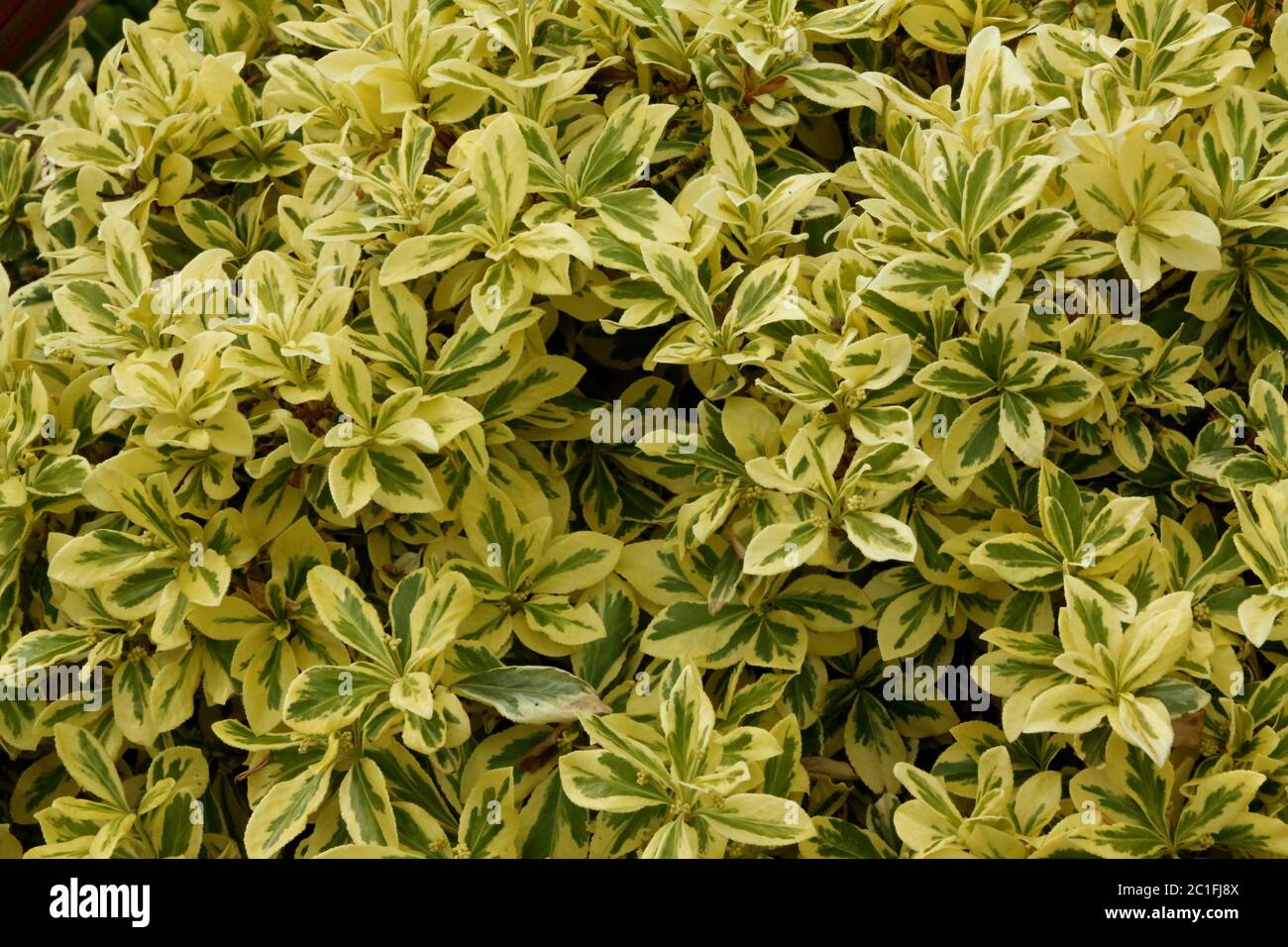 Nahaufnahme von Euonymus Japonica Stockfoto