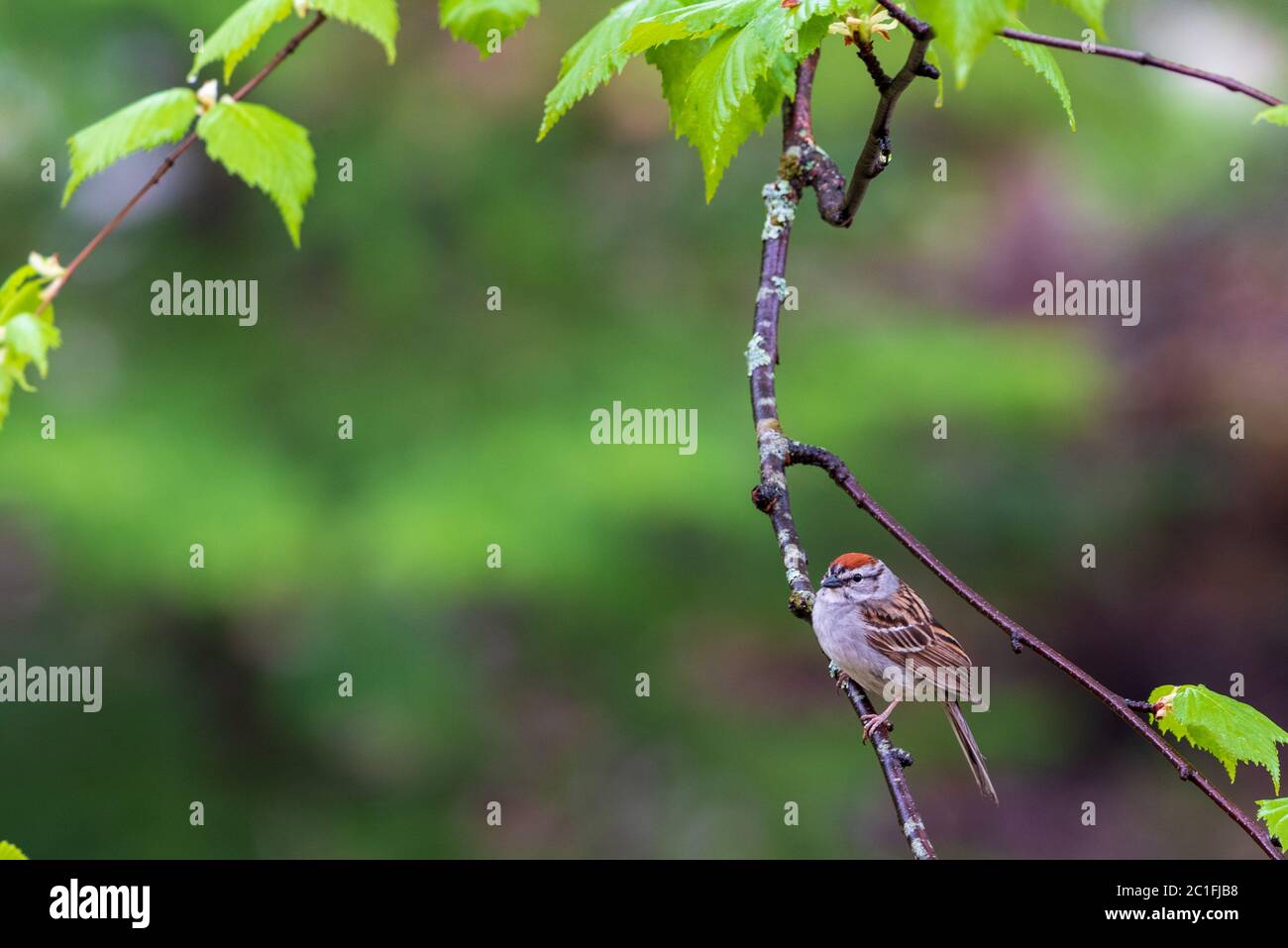 Der Chipping Sparrow, ein gewöhnlicher nordamerikanischer singvogel. Stockfoto