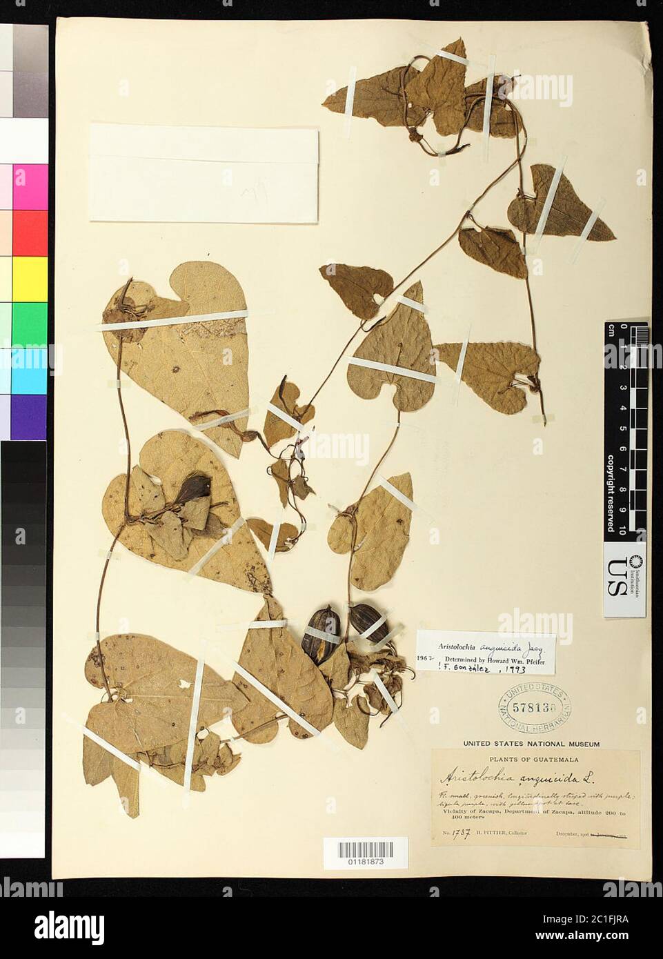 Aristolochia anguicida Jacq Aristolochia anguicida Jacq. Stockfoto