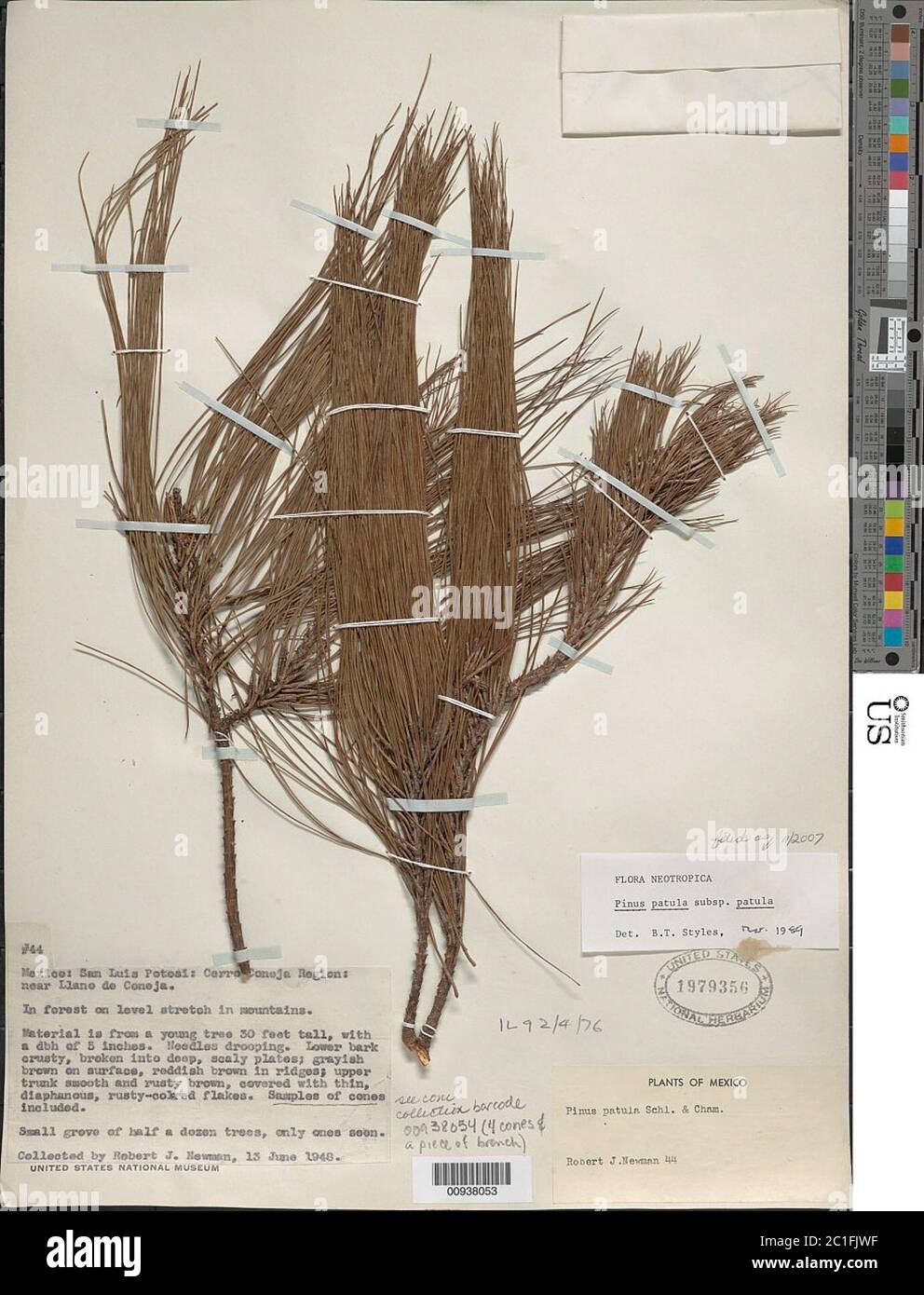 Pinus patula Schltdl Cham subsp patula Pinus patula Schltdl Cham subsp patula. Stockfoto