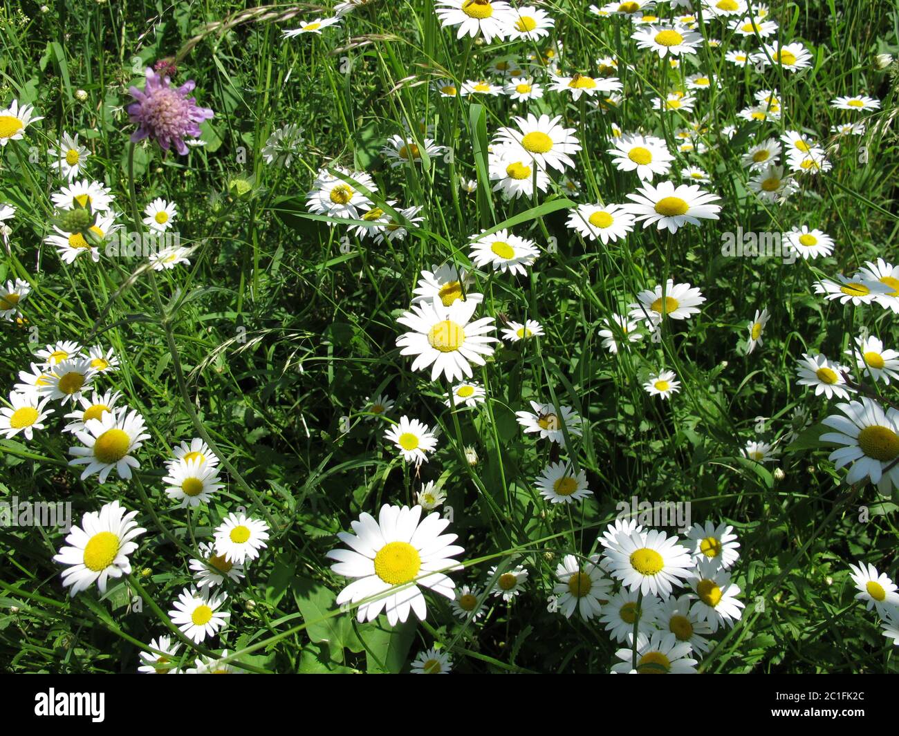 Ungeschnittener Wiese im Mai Stockfoto