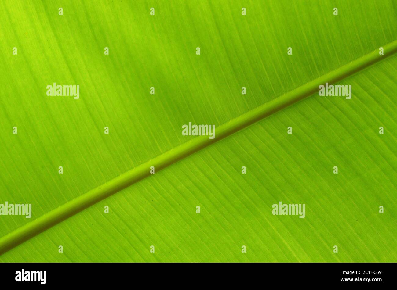 Grean-Blatt Stockfoto