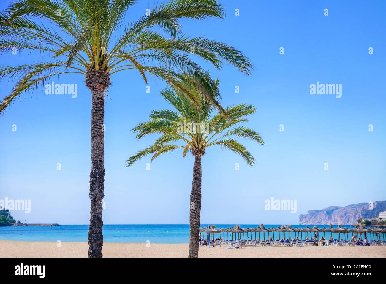Palmen mit einem Strand im Hintergrund Stockfoto