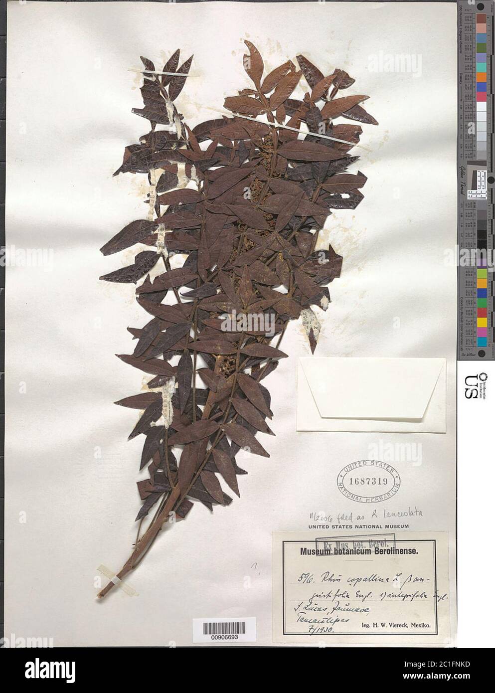 Rhus lanceolata EIN Grauer Britton Rhus lanceolata EIN Grauer Britton. Stockfoto Rhus lanceolata EIN Grauer Britton Rhus lanceolata EIN Grauer Britton. Stockfoto