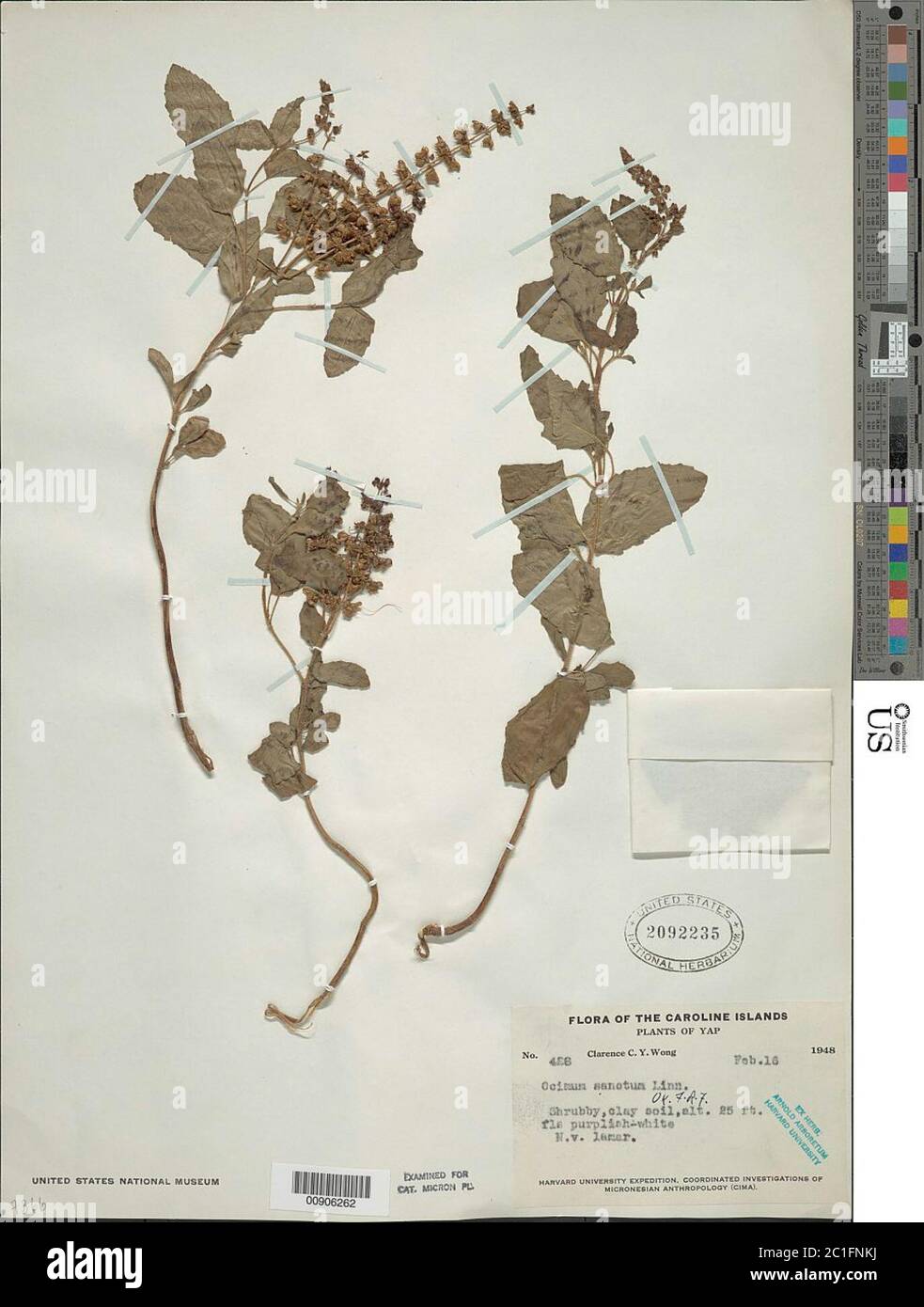 Ocimum tenuiflorum L Ocimum tenuiflorum L. Stockfoto