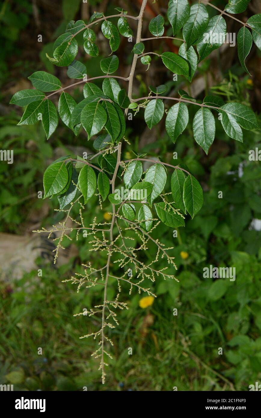 Rhus terebinthifolia Schltdl Cham Rhus terebinthifolia Schltdl Cham. Stockfoto Rhus terebinthifolia Schltdl Cham Rhus terebinthifolia Schltdl Cham. Stockfoto