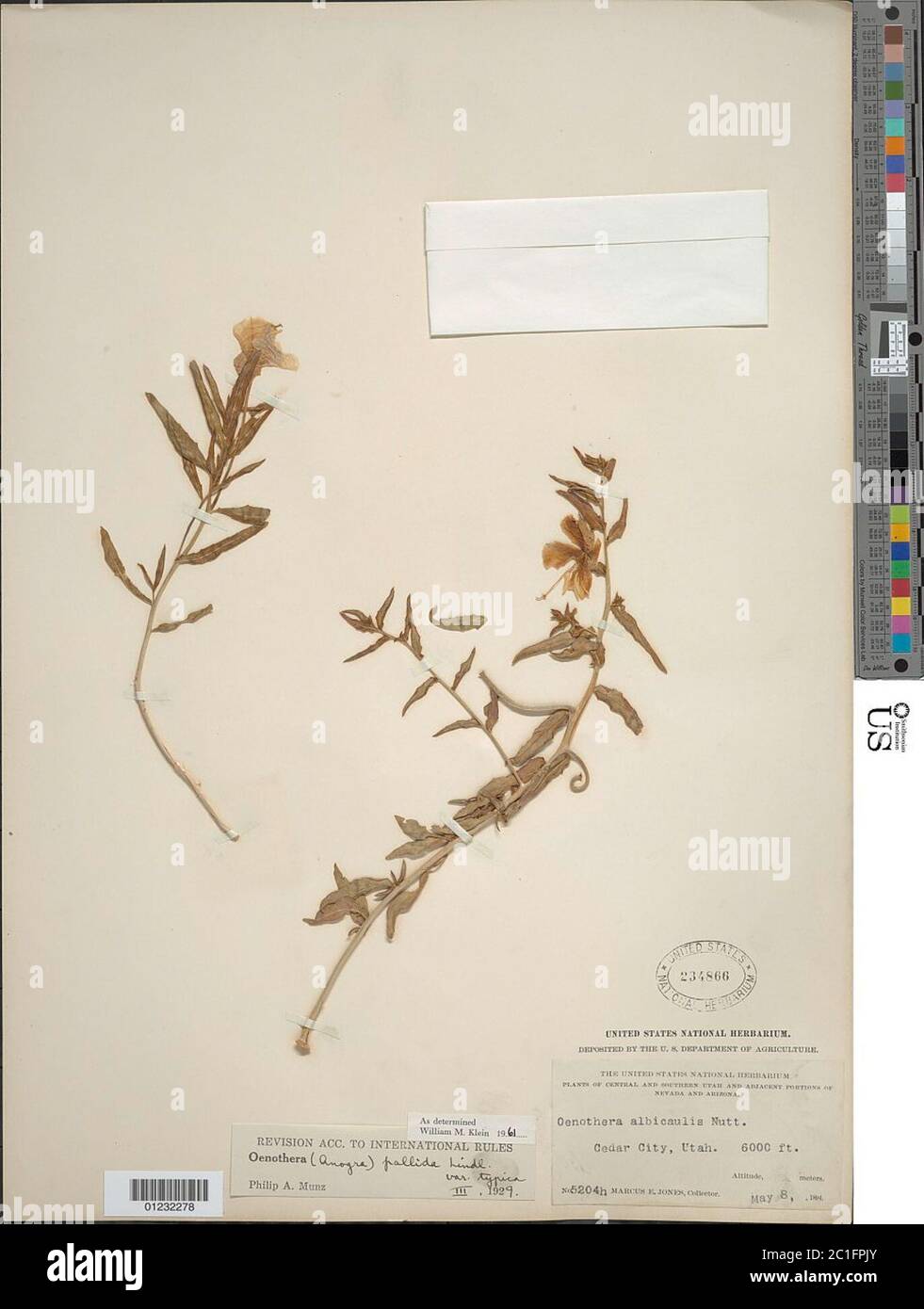 Oenothera pallida Lindl subsp pallida Stockfoto