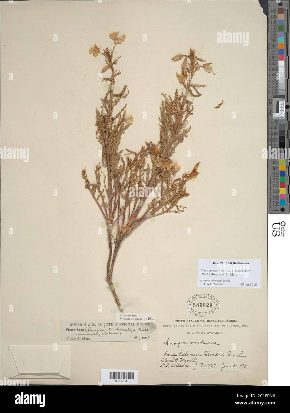 Oenothera pallida subsp Trichocalyx Nutt Munz WM Klein Stockfoto