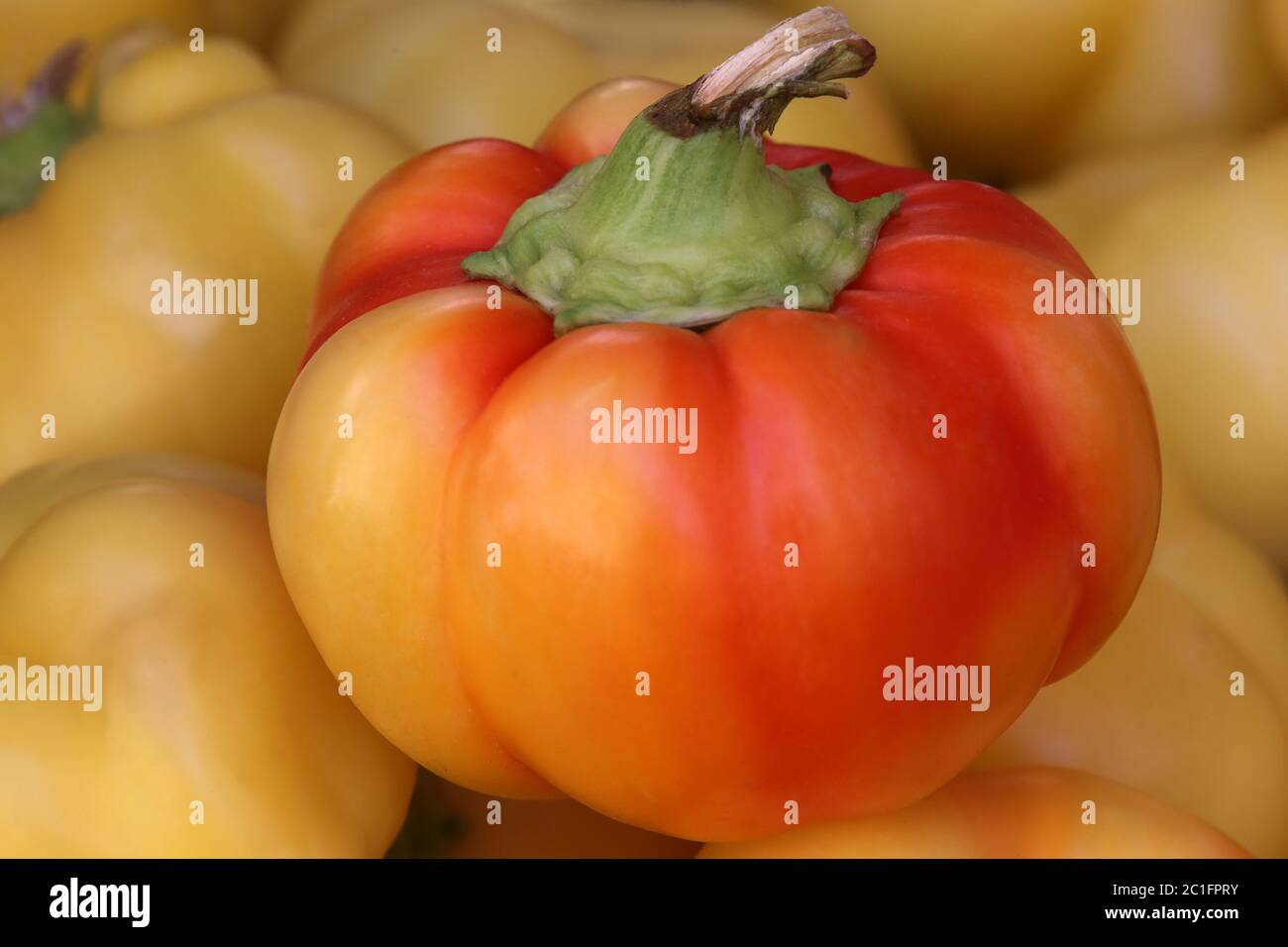 Runde rot-gelbe Paprika Stockfoto