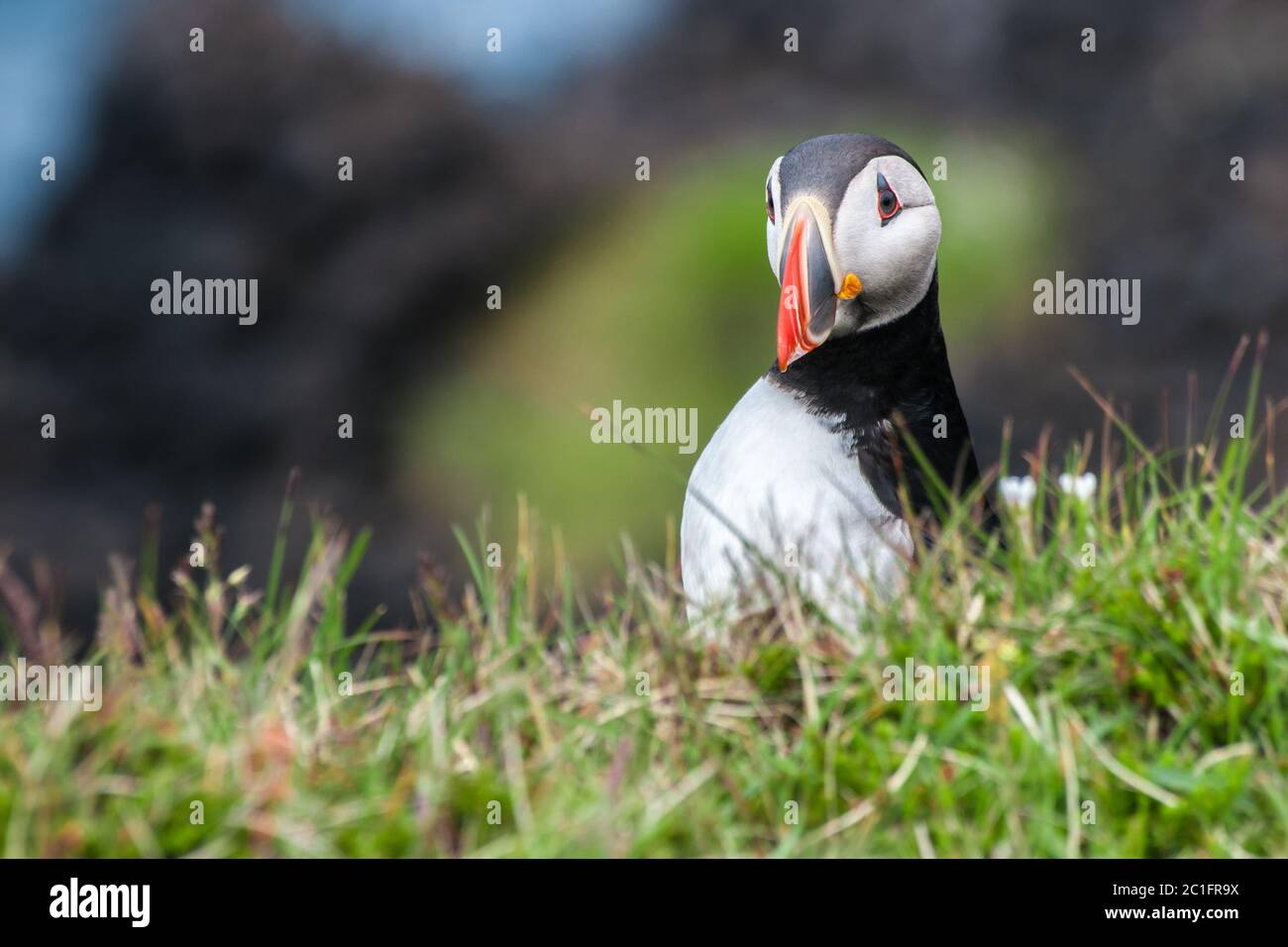 Papageitaucher auf Island Stockfoto