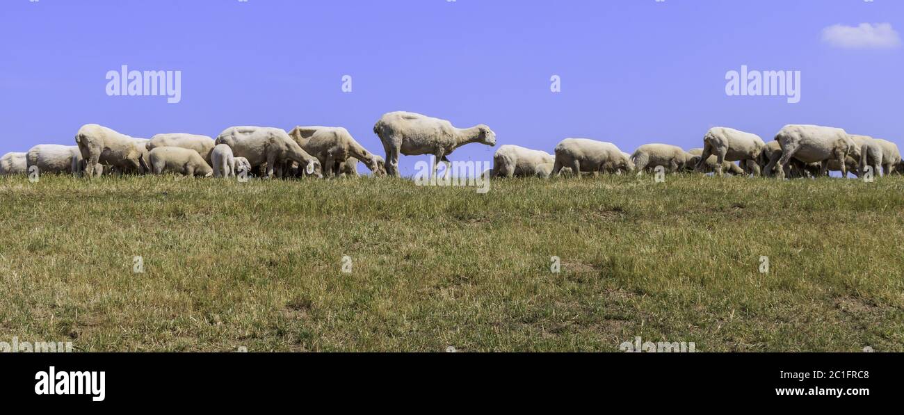 Deichschafe mit Lämmern am Niederrhein, Juni, Nordrhein-Westfalen, Deutschland, Europa Stockfoto