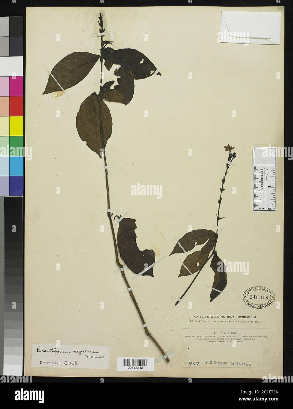 Eranthemum nigritanum T Anderson Eranthemum nigritanum T Anderson. Stockfoto