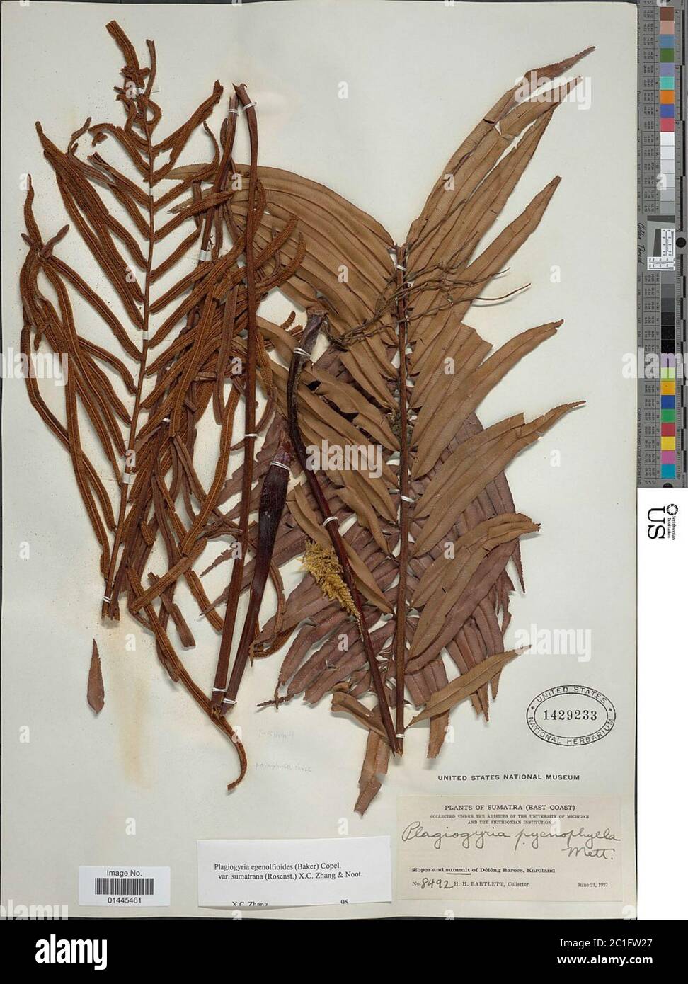 Plagiogyria egenolfioides var latipinna Copel XC Zhang Noot Plagiogyria