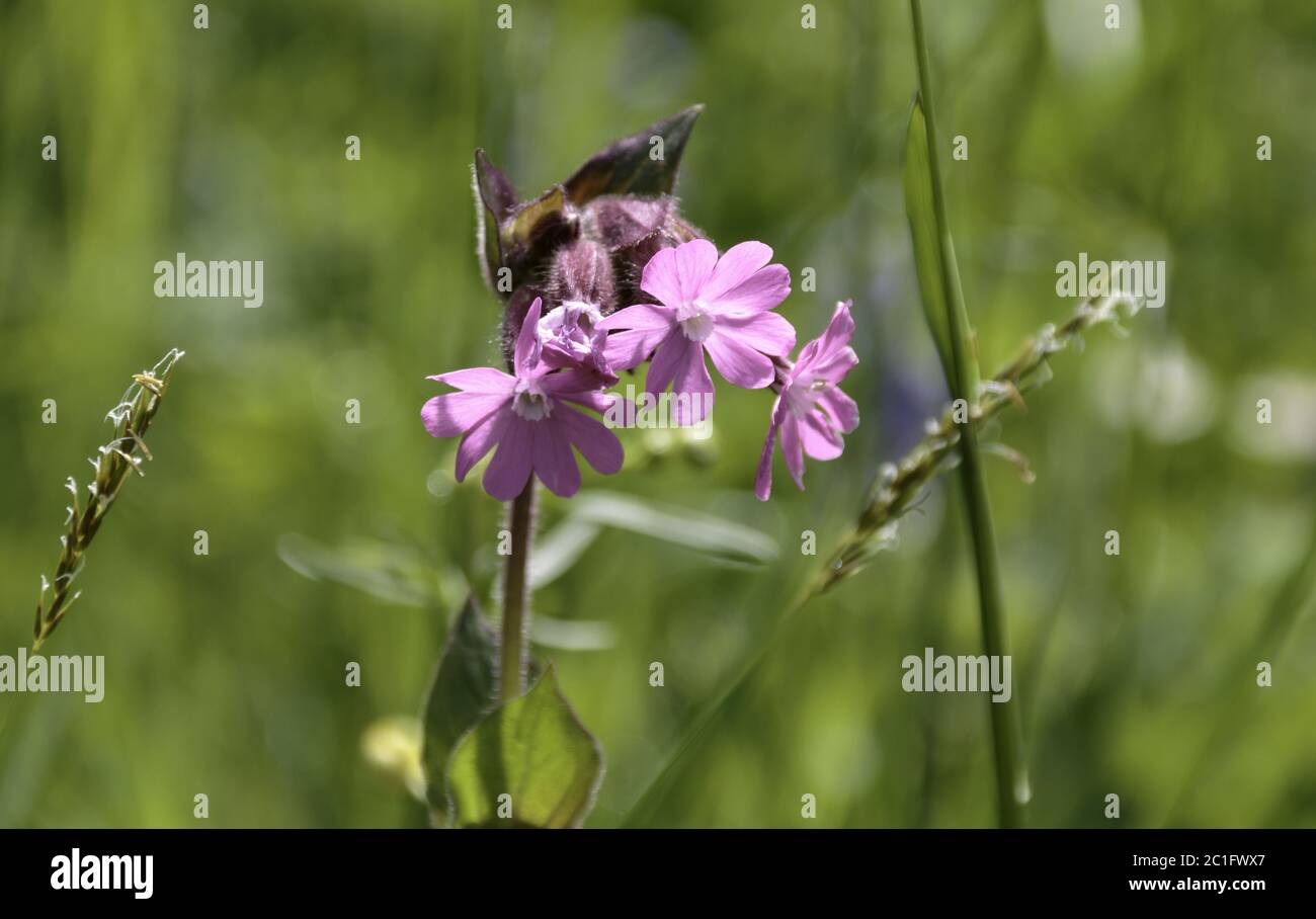 Flourkerze (Primula farinosa), blühend, Stillachtal bei Oberstdorf im Allgäu, Mai, Deutschland, Stockfoto