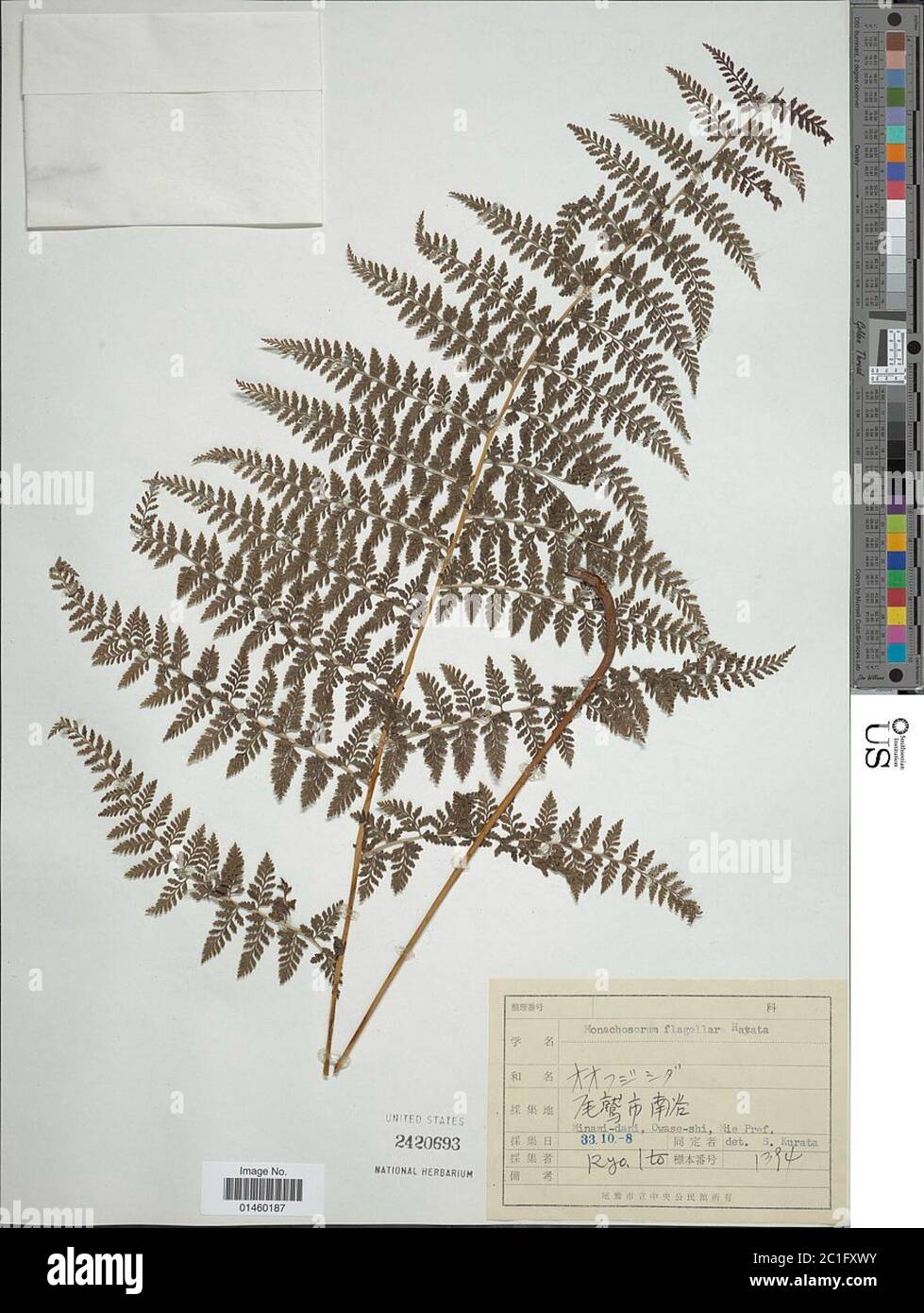 Monachosorum flagellare Makino Hayata Monachosorum flagellare Makino Hayata. Stockfoto