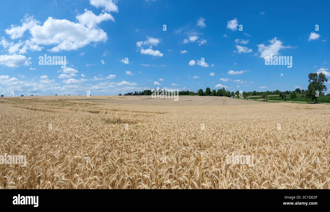 Großes, reifes, leicht hügeliges Roggenfeld kurz vor der Ernte Stockfoto