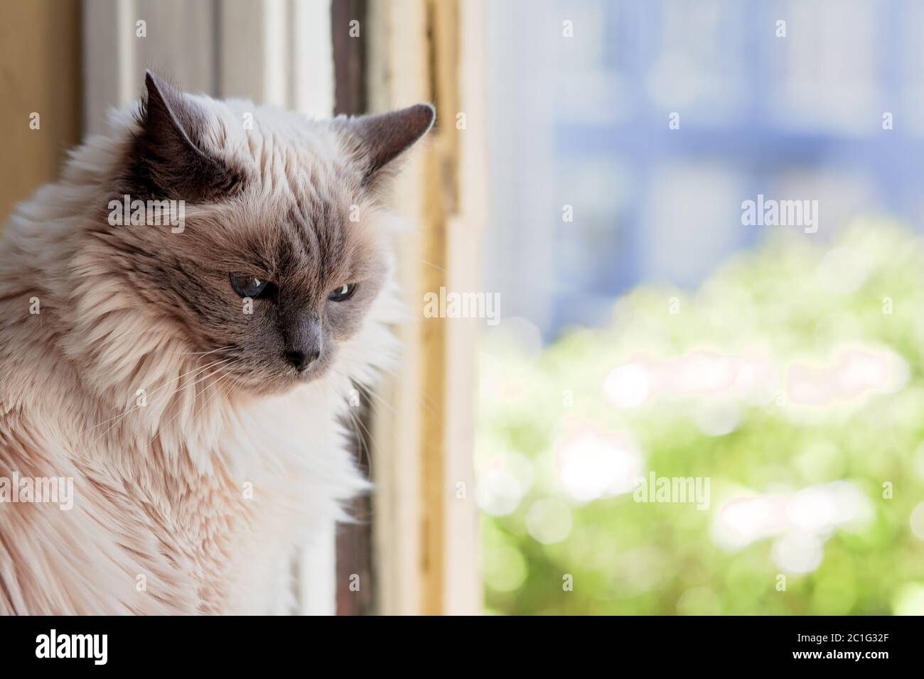 Langhaarige weibliche Seal Point Ragdoll Katze vor dem Fenster Stockfoto