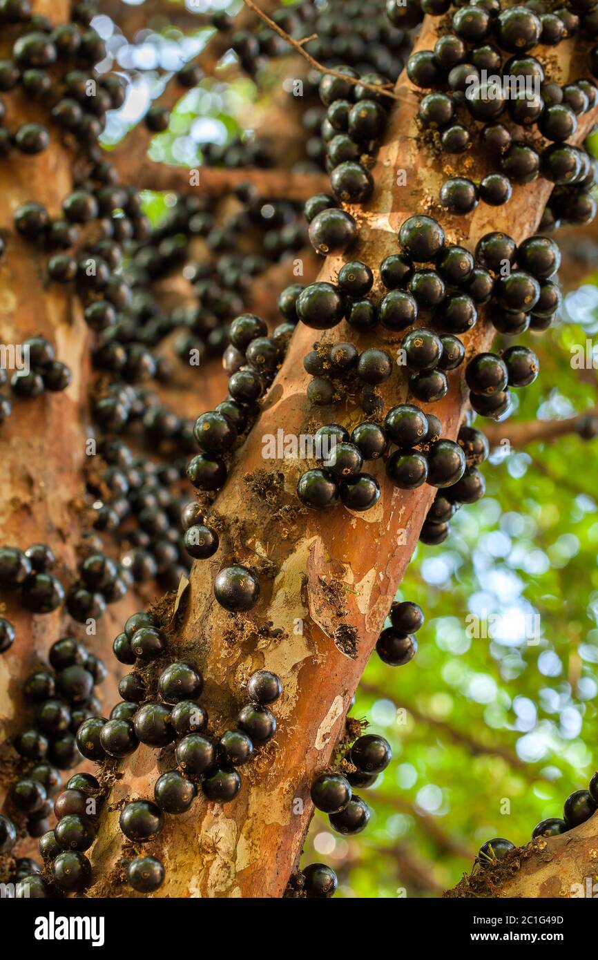 Jaboticaba brasilianischer Baum mit vielen vollmundigen Früchten auf Stamm Stockfoto