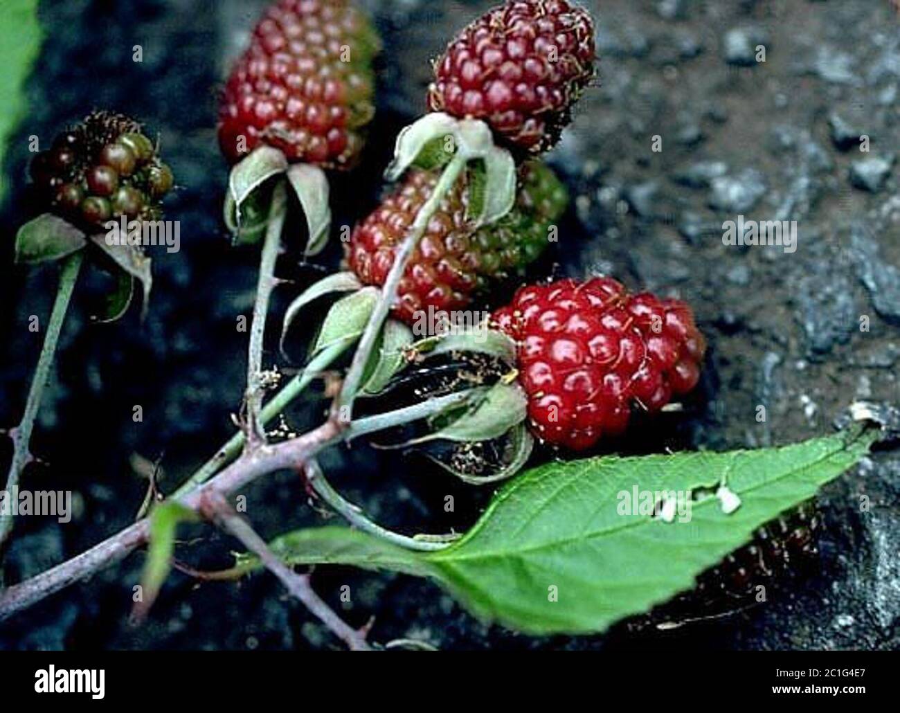 Rubus2.jpg Rubus sp. Stockfoto
