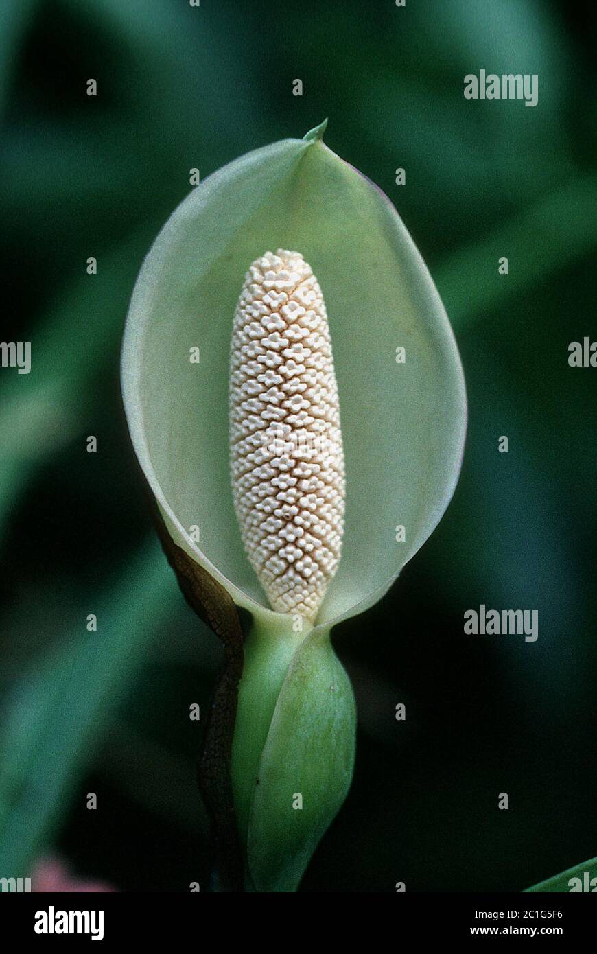 Syngonium podophyllum LemonLime Syngonium podophyllum LemonLime. Stockfoto