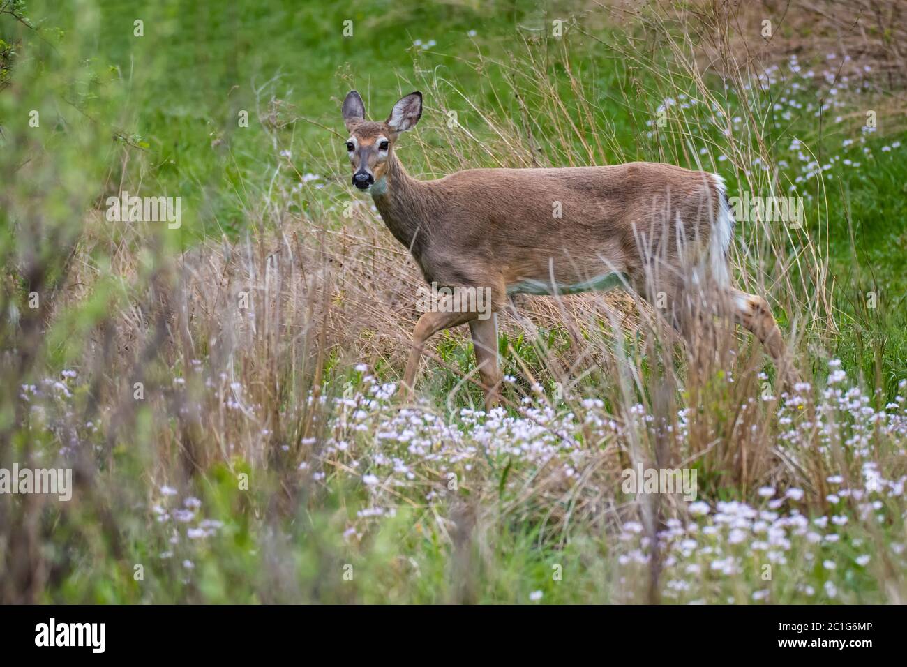 Ein weiblicher weißer Schwanz Hirsch, der durch einen Fleck Wildblumen geht Stockfoto