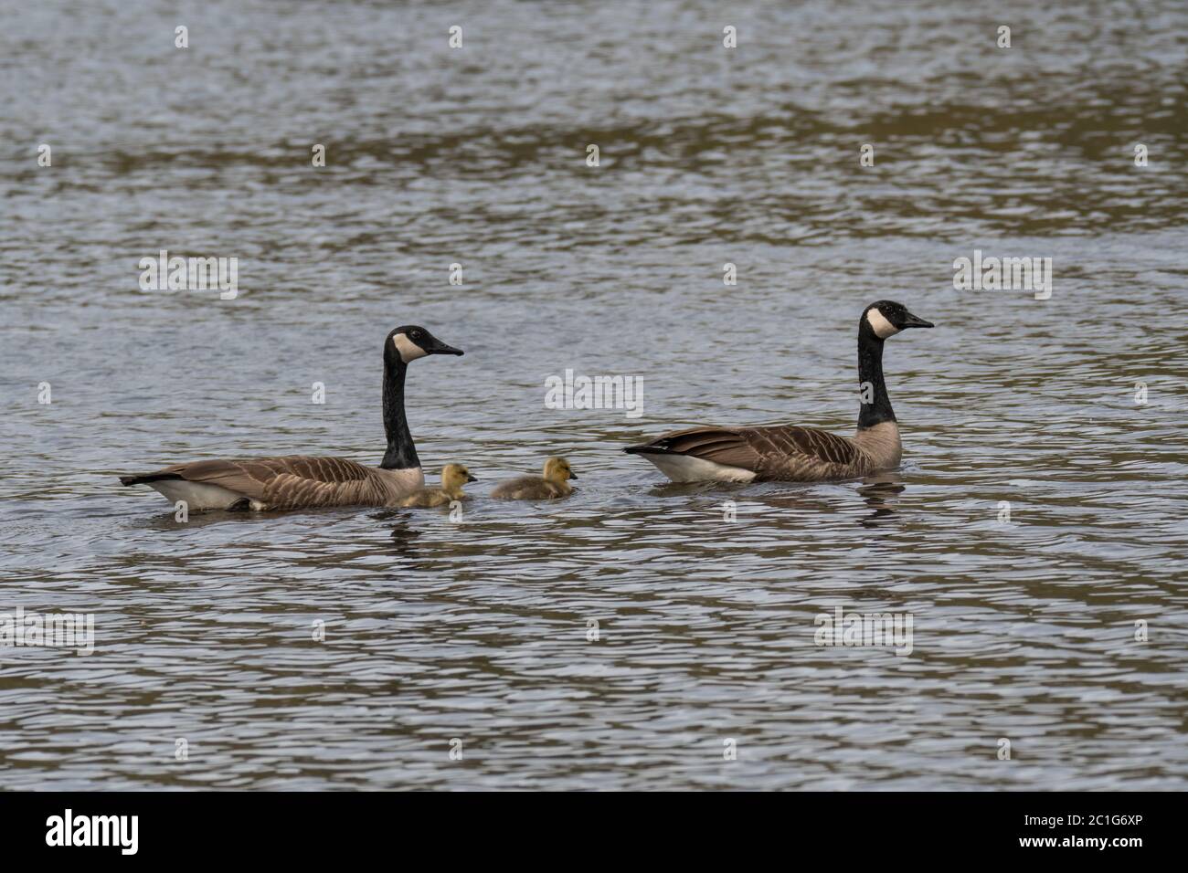 Ein Paar Kanadagänse mit ihren zwei Gänsen Stockfoto