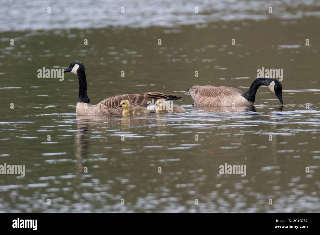 Ein Paar Kanadagänse mit ihren zwei Gänsen Stockfoto