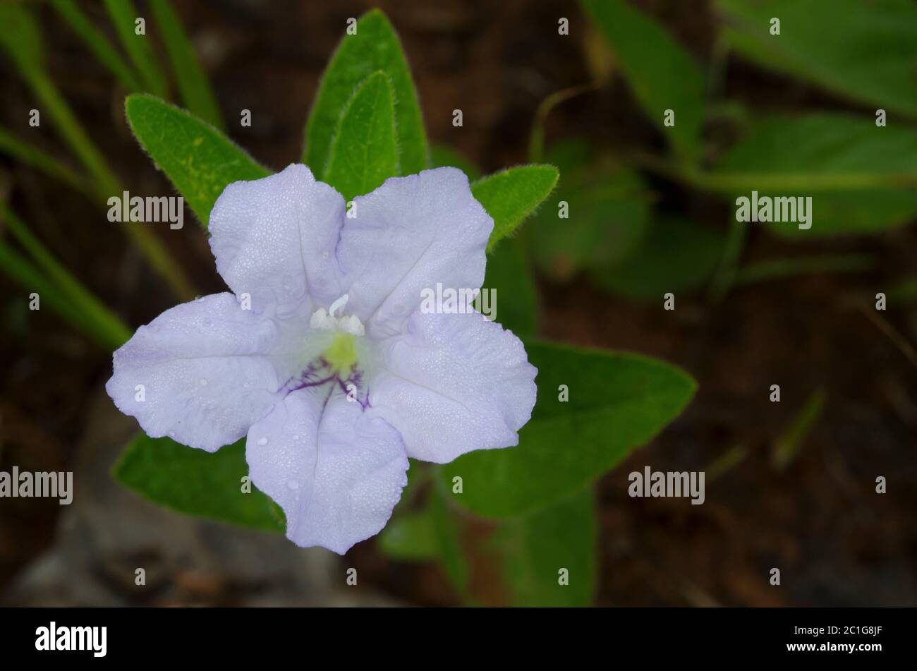 Petzia, Ruellia humilis Stockfoto