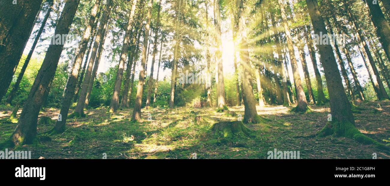 Die Sonne scheint durch die Bäume im Pinienwald. Stockfoto