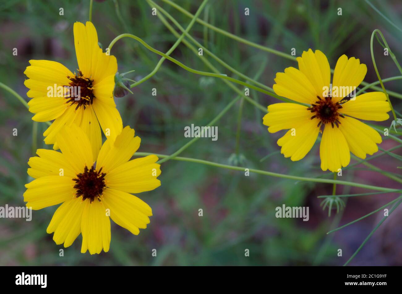 Steife Greenthread, Thelesperma filifolium Stockfoto