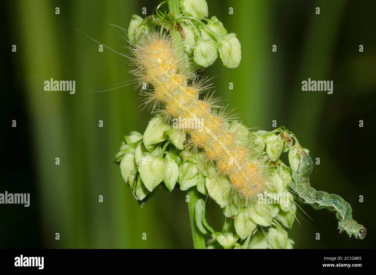 Tiger Moth, Familie Erebidae, und Looper Moth, Unterfamilie Plusiinae, Larven, die sich auf dem Dock ernähren, Rumex sp. Stockfoto