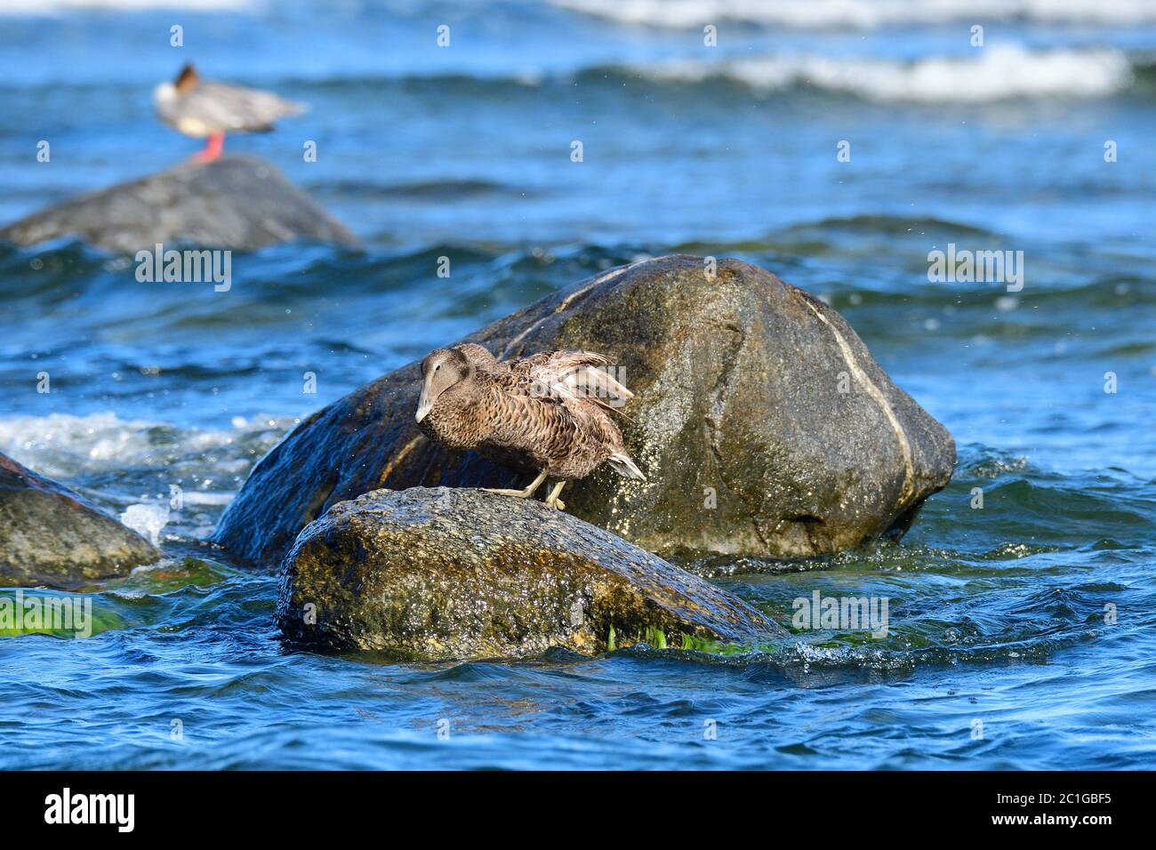 Gemeiner Eider in der ostsee in schweden im Herbst. Stockfoto