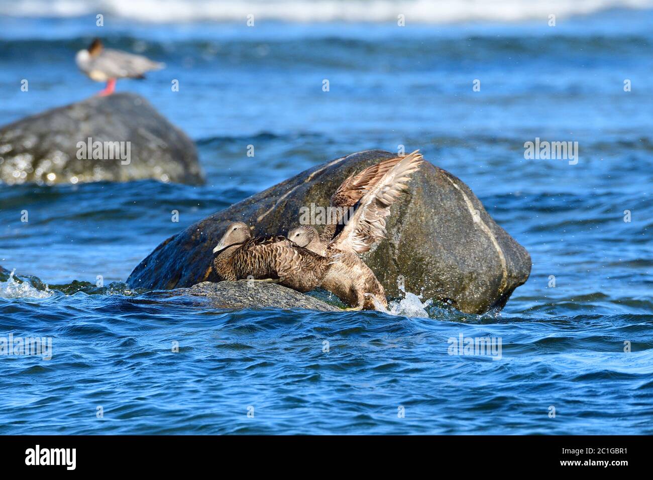 Gemeiner Eider in der ostsee in schweden im Herbst. Stockfoto