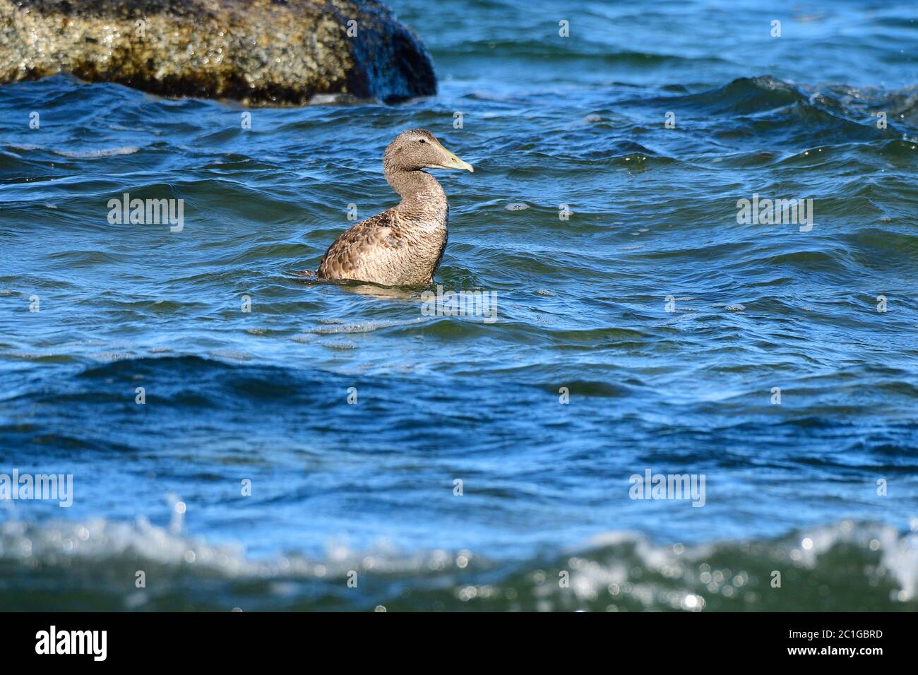 Gemeiner Eider in der ostsee in schweden im Herbst. Stockfoto