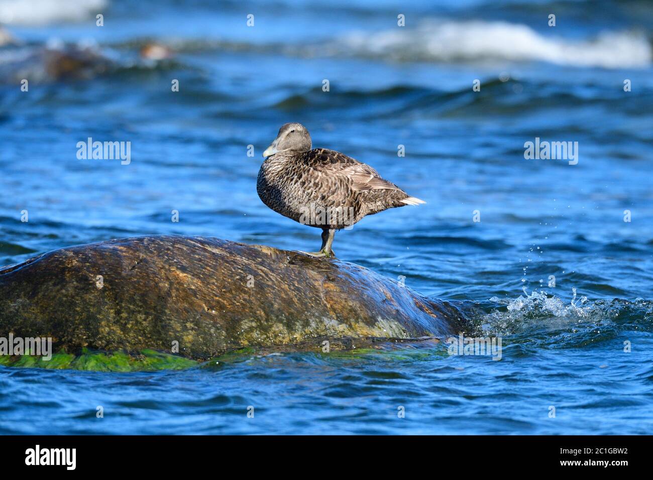 Gemeiner Eider in der ostsee in schweden im Herbst. Stockfoto